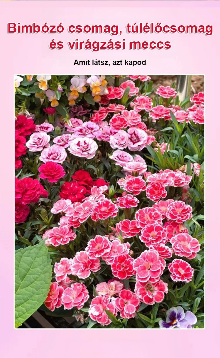 【Egész évben virágzó】dupla szirmú szegfűmagok