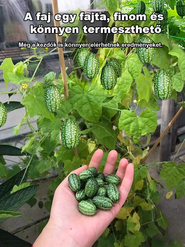 Egyszerűen termeszthető: mexikói uborka