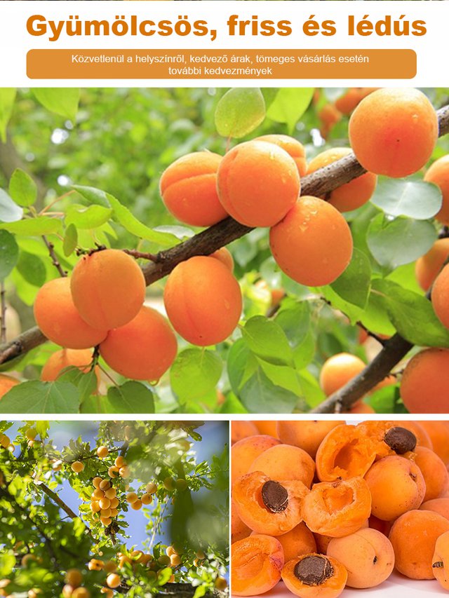 Termő királysárgabarack magvak