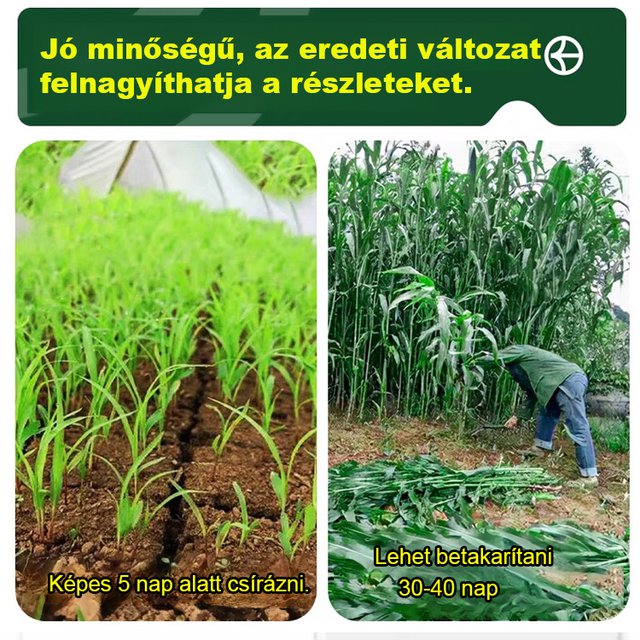 HFH-Importált magas Danwang füves csirke-, szarvasmarha-, juh- és haltenyésztési