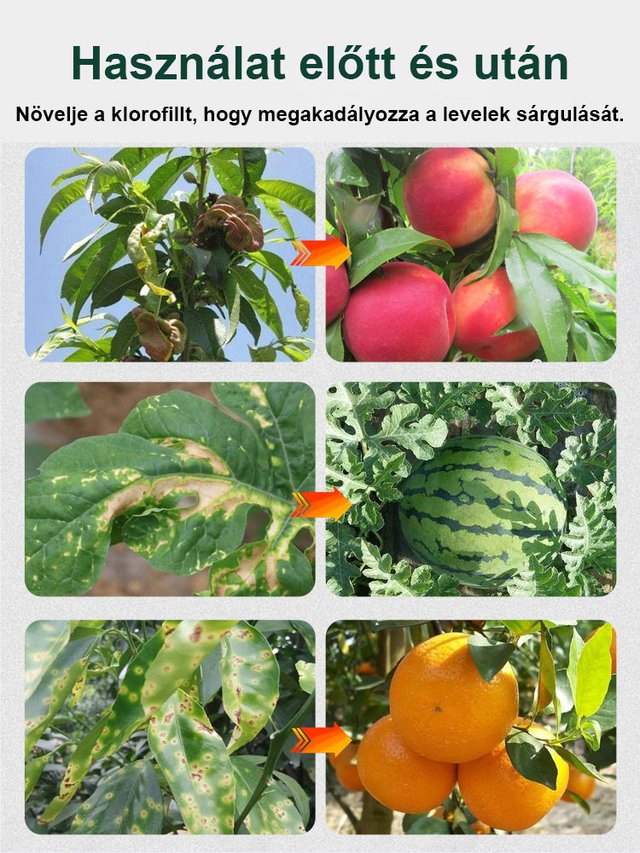 【Zöldtömeg-növelő】 Vízoldékony klorofill-tápoldat