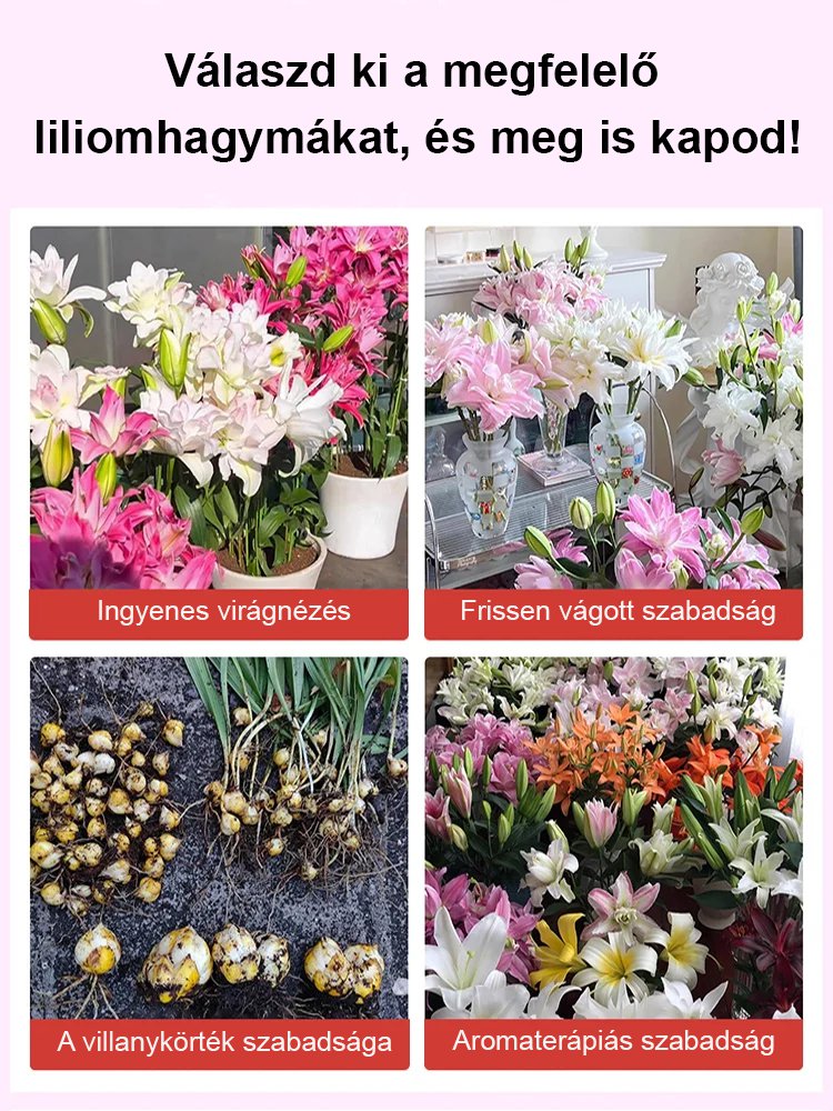 Négy évszak liliom hagymák