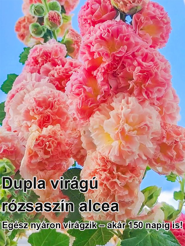 Négy évszakos virágzású dupla szirmú mályva-50% kedvezmény utolsó napja!