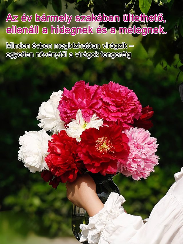 Válogatott bazsarózsa magok