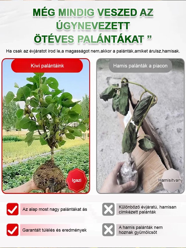 Fokozza a férfiak erejét Új zélandi bio kivi facsemete