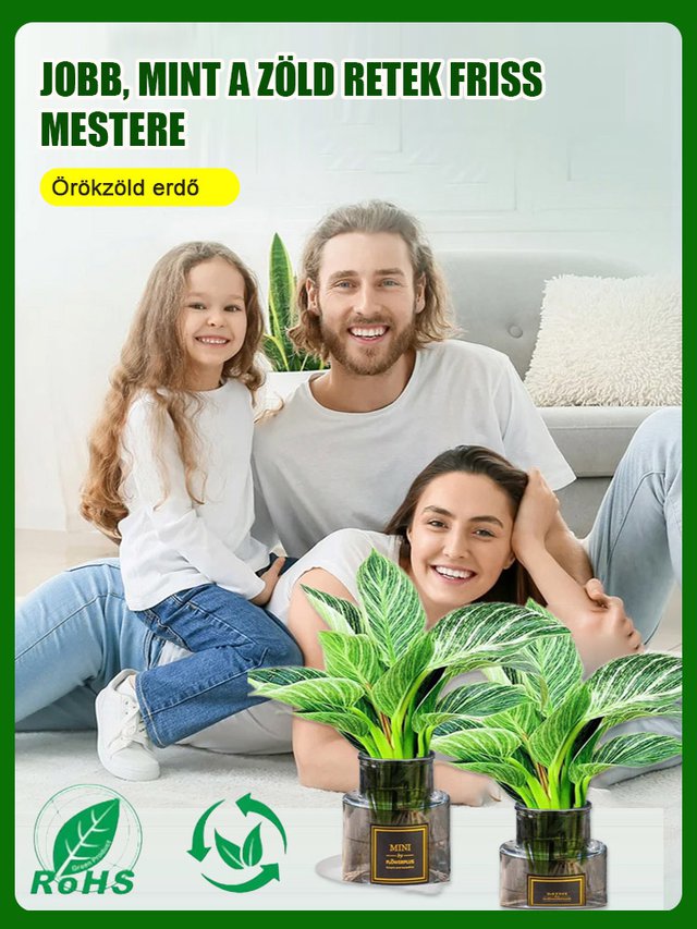 【Szárazságtűrő mérgekirály】Platina-gyémánt-zöld hercegnő nagy levelű cserepes növény