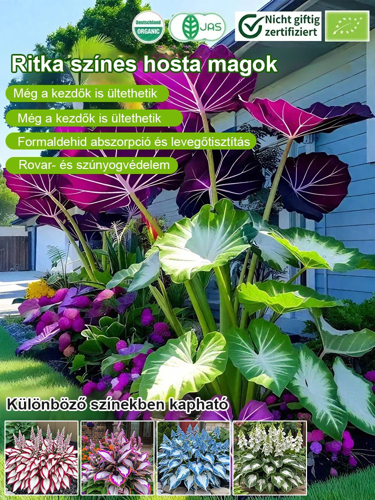 Ritka tarka levelű árnyékliliom magok