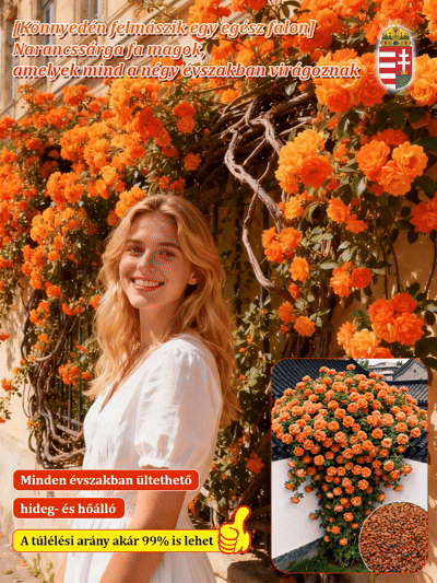 【Könnyedén befutja az egész falat】Négyszezonos virágzó narancsfa illatú magok