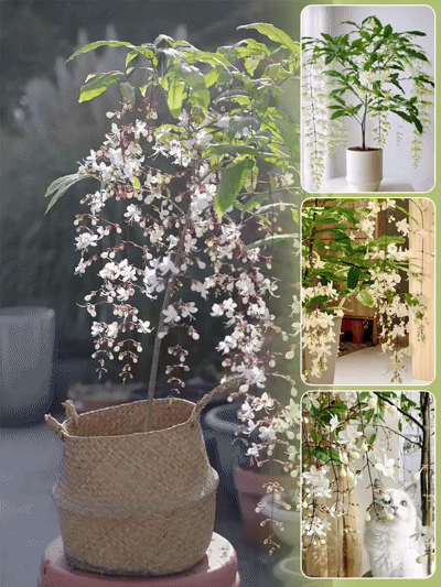 【Illat messzire terjed】Erős illatú lógó jázminmagok