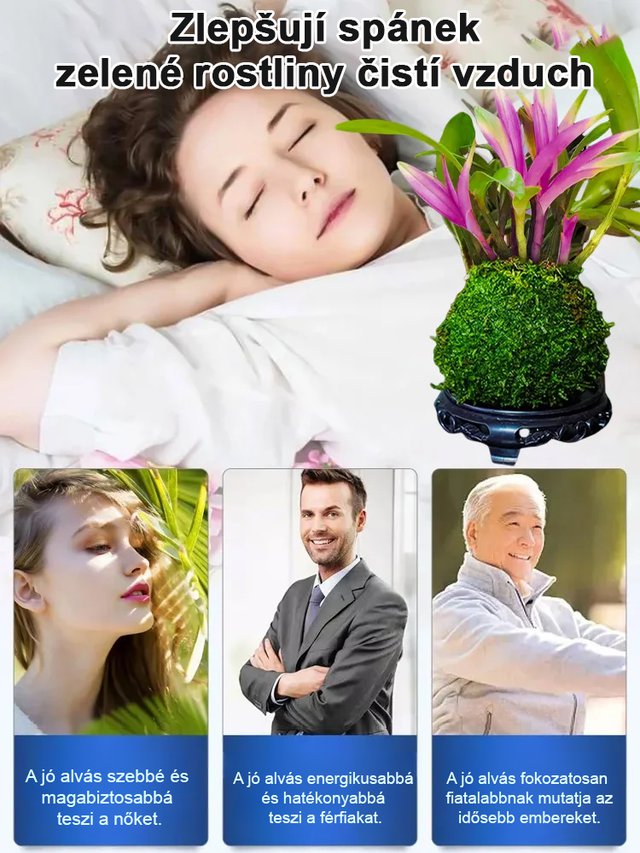 Illatos Dendrobium Orchidea Alvásjavító Légfrissítő Növény