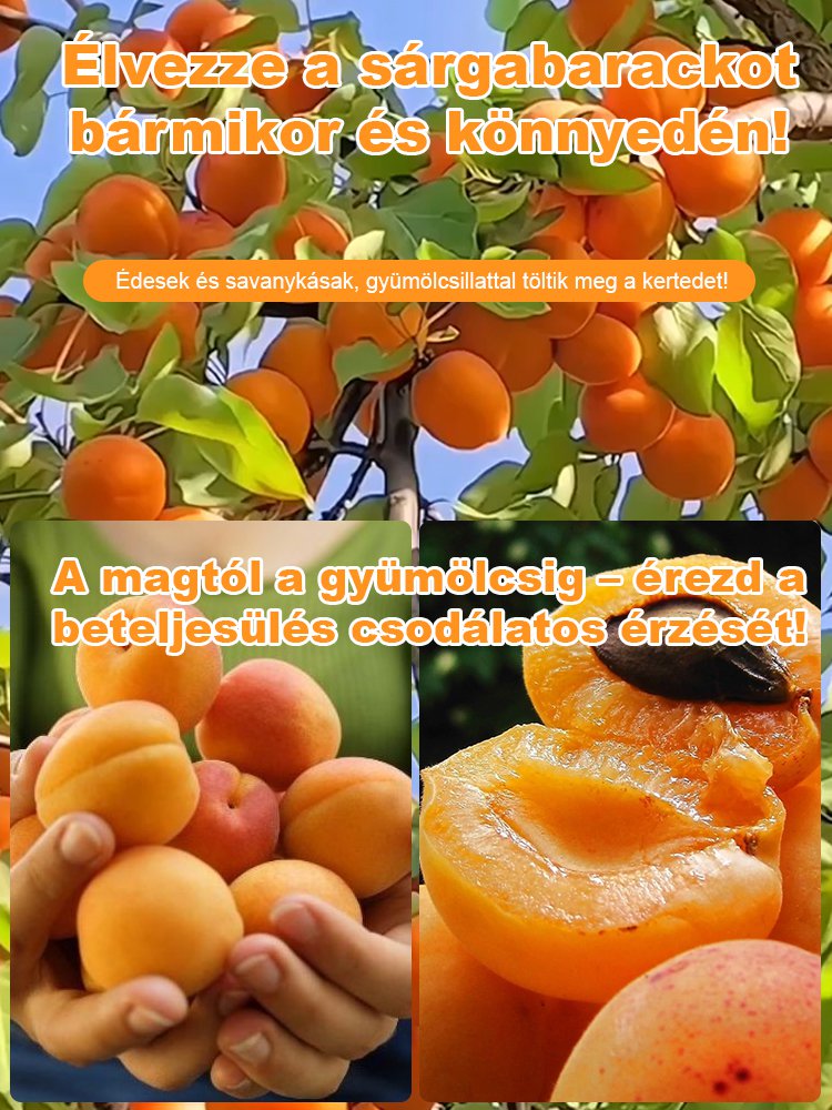 Nagy gyümölcsű, korán érő, bőtermő, édes császári sárgabarack mag