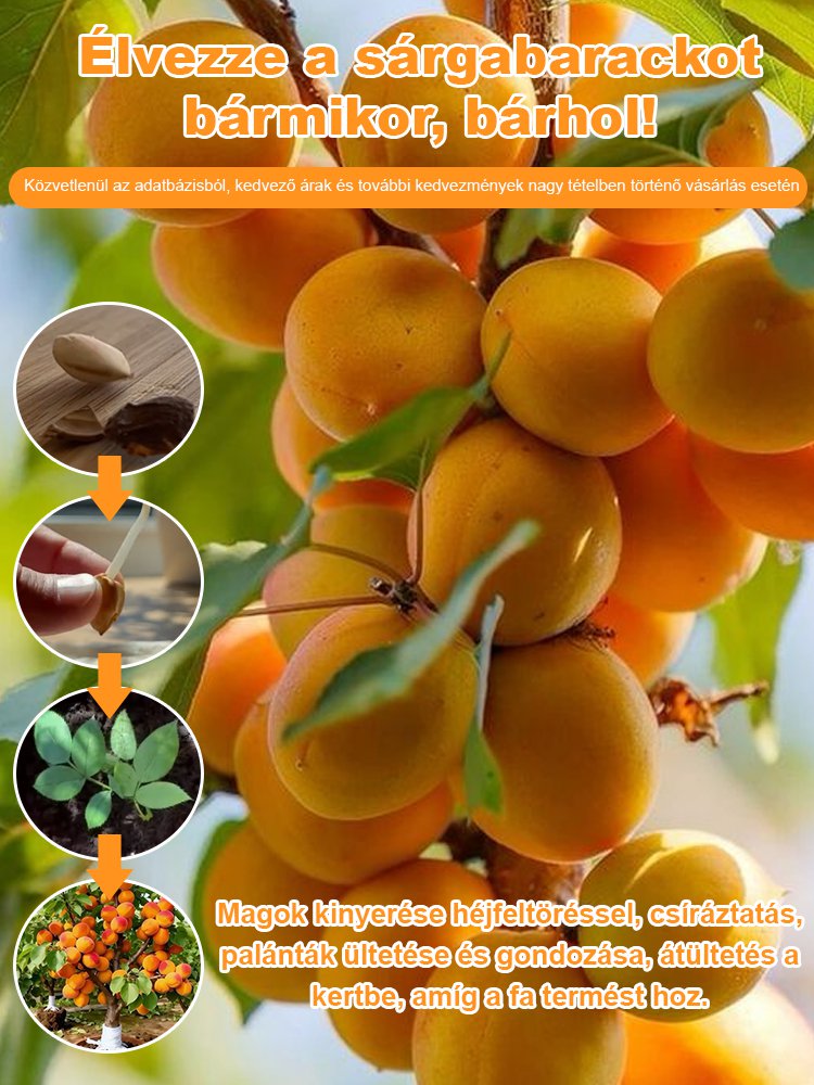 Nagy gyümölcsű, korán érő, bőtermő, édes császári sárgabarack mag