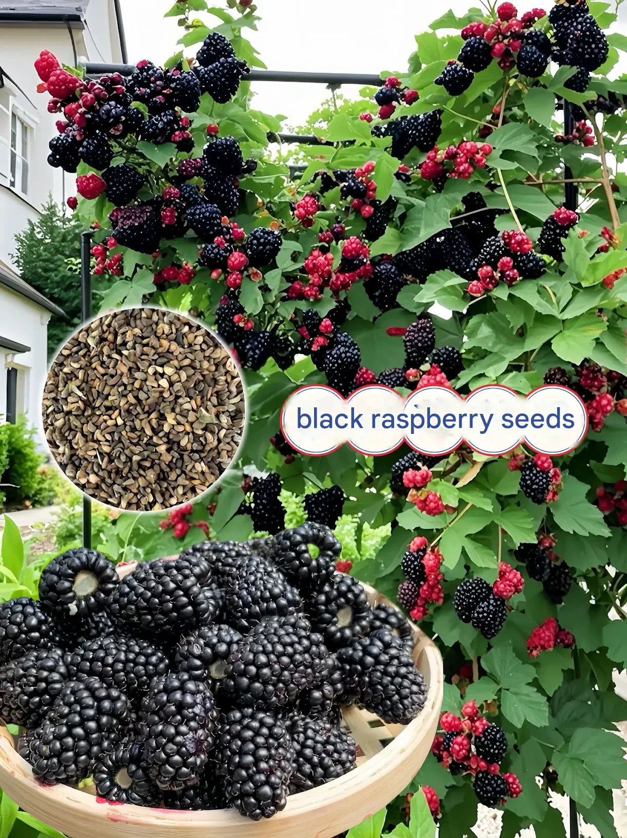 Óriás fekete málnamagok