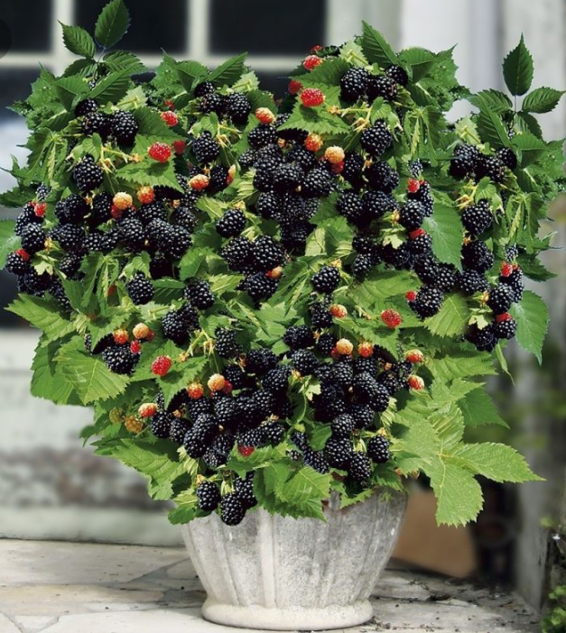 Óriás fekete málnamagok