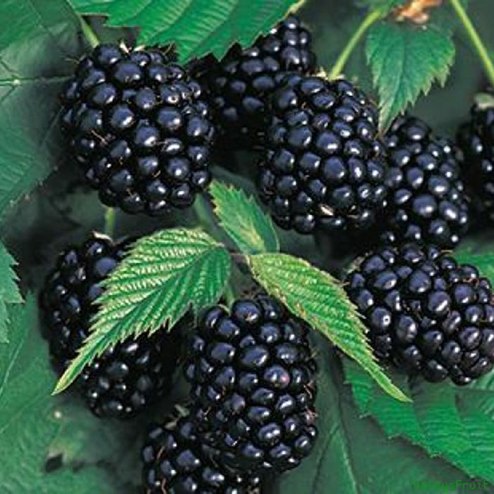 Óriás fekete málnamagok