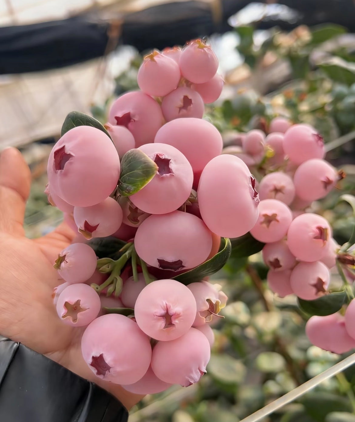 Pink Bliss áfonyamagok – Dupla édesség