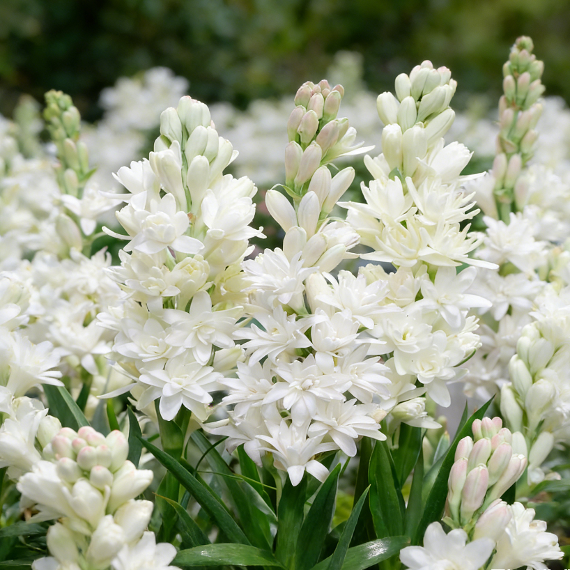 🌺Dupla illatú tubarózsa hagymák – Holdkerti virág