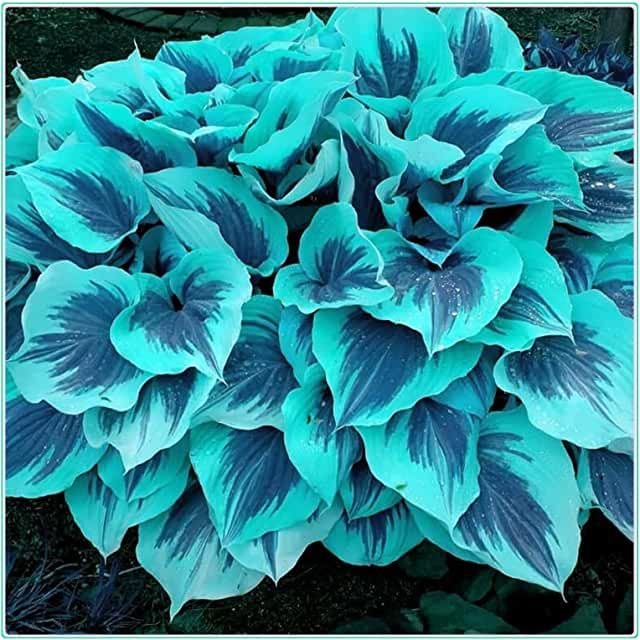 🍃Ritka többszínű hosta magok