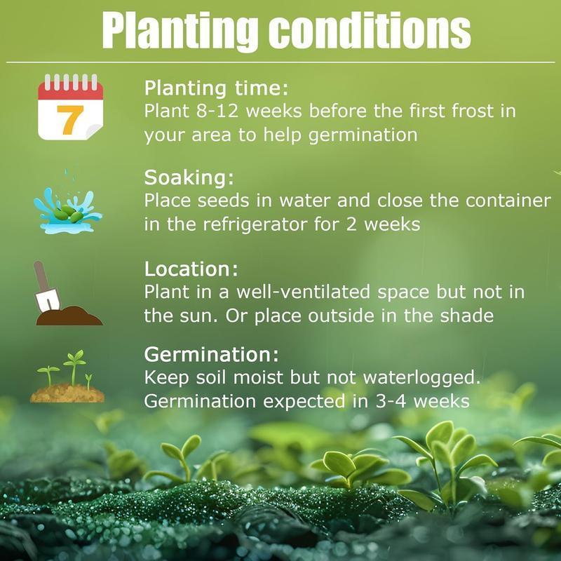 🔥Kiváló ajánlat - 49% kedvezmény🔥🌱Vegyes rózsamagok - GMO-mentes, könnyen termeszthető, gyönyörű évelő virágok