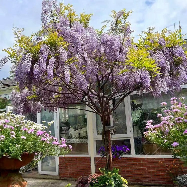 🌸Akácmagok – A kert zuhatagszerű szépsége egész évben💗