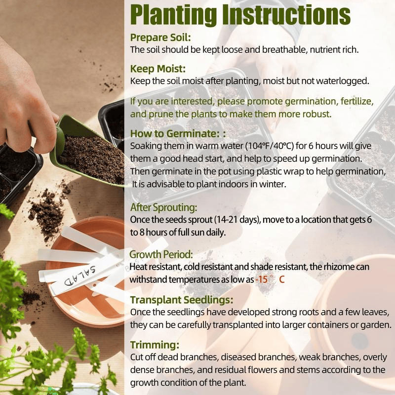 🌿 Ritka Hosta hagymák🎁 Különleges ajánlat 2025