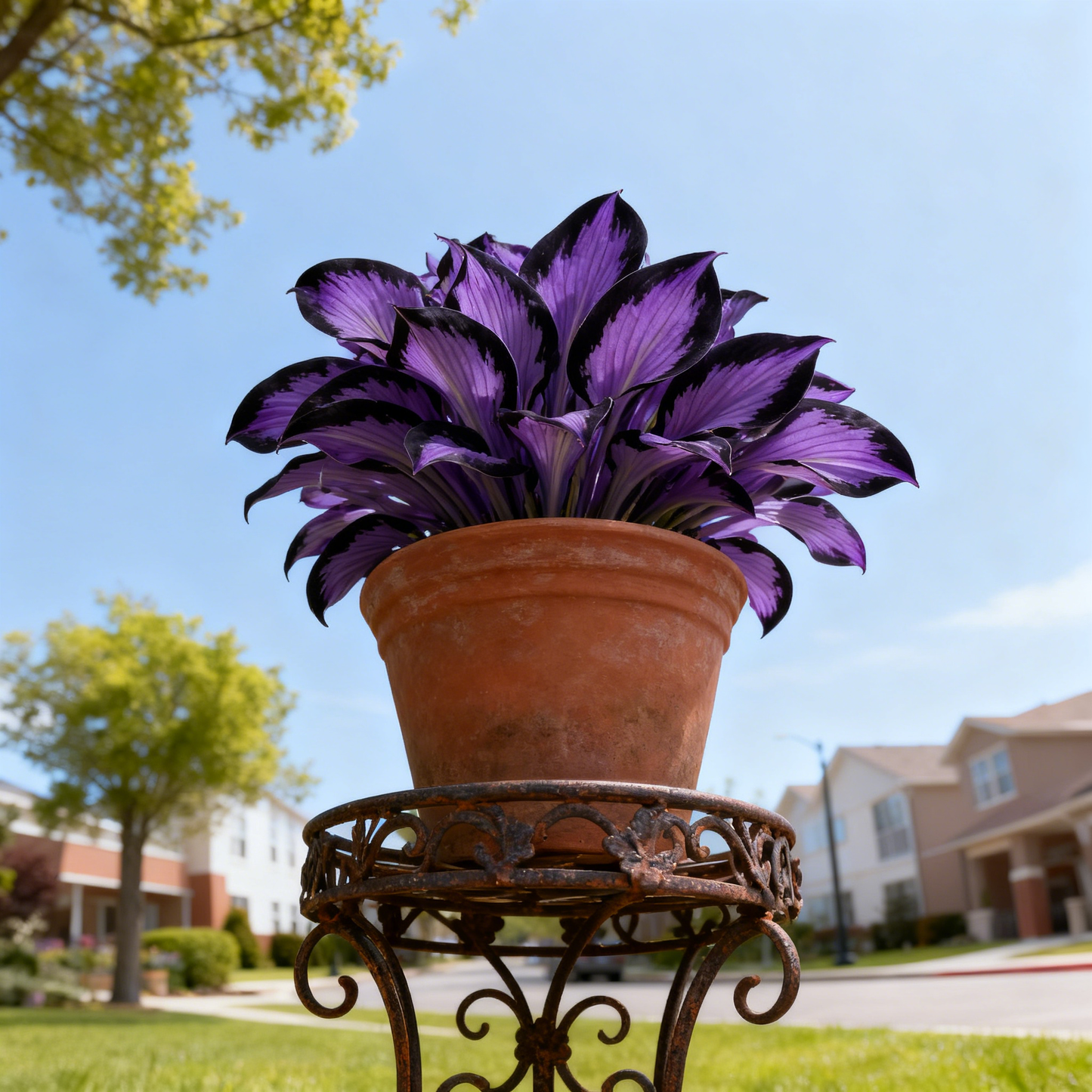 🌌💜 Limitált kiadású Purple Heart hosta – mély, fejedelmi lombozat, csak nálunk!✨🌿