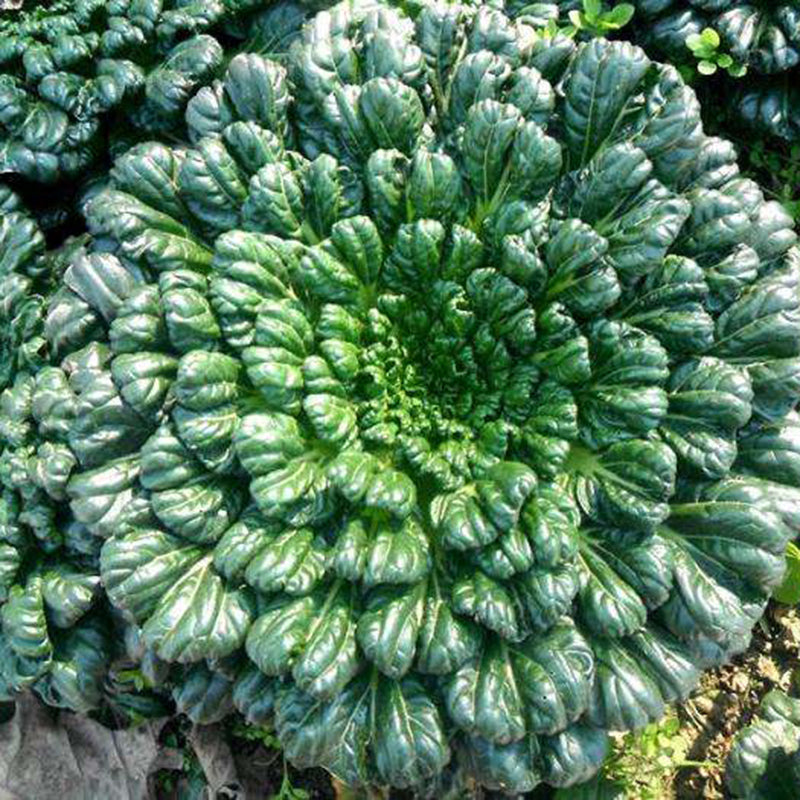 Brassica Narinosa magvak (WuTat Choy)