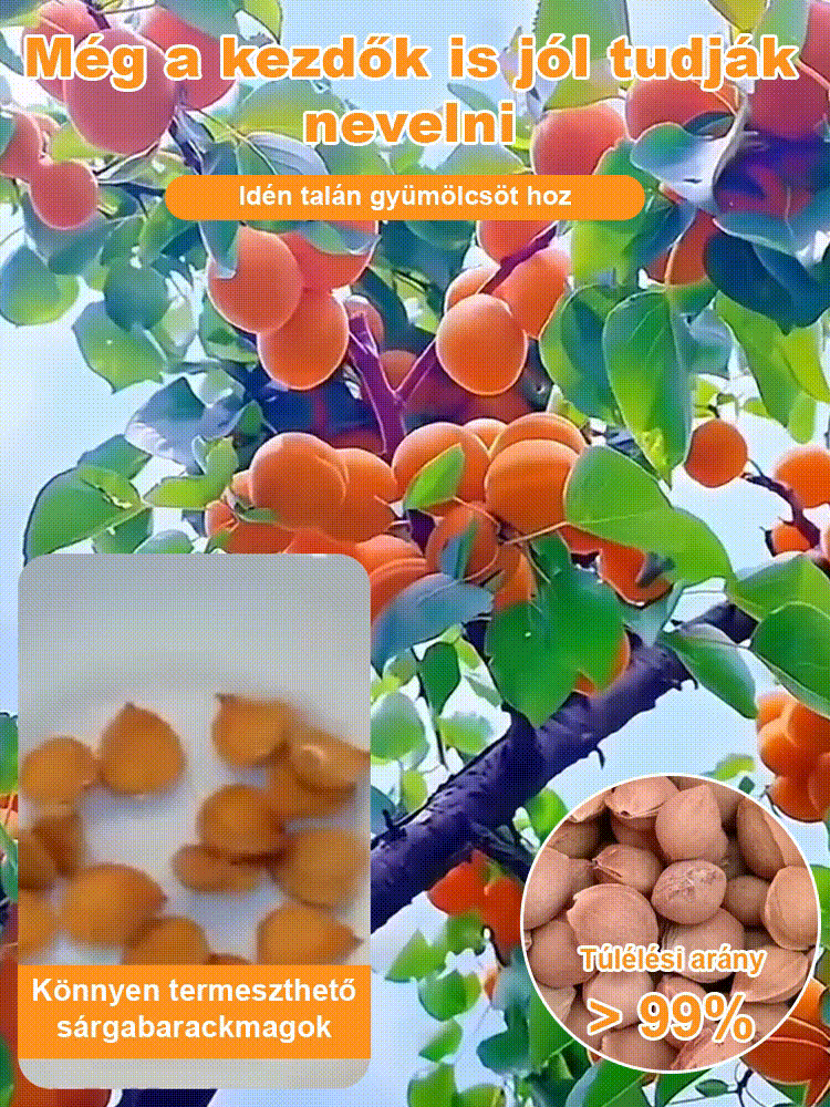Nagy gyümölcsű, korán érő, bőtermő, édes császári sárgabarack mag