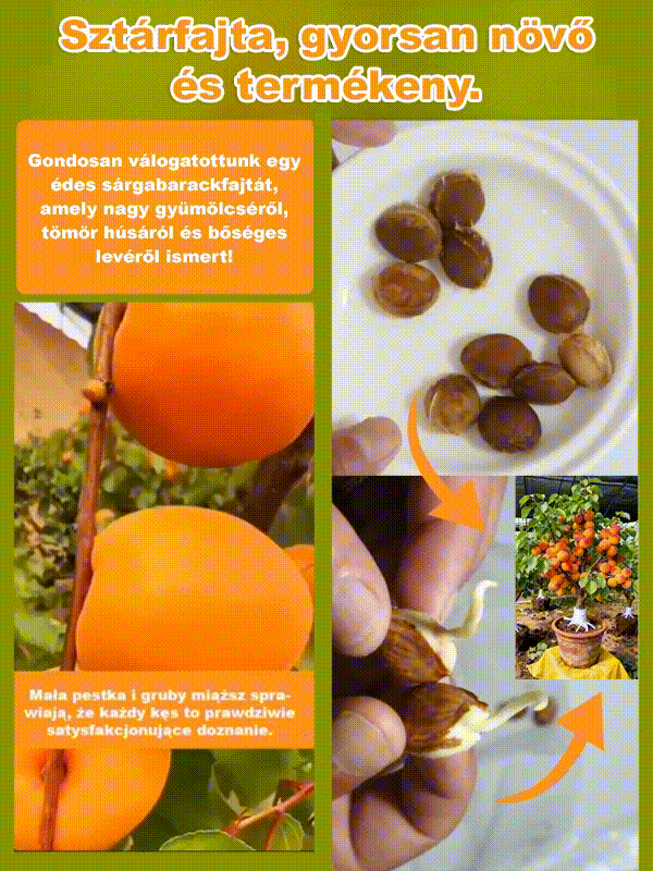 Nagy gyümölcsű, korán érő, bőtermő, édes császári sárgabarack mag