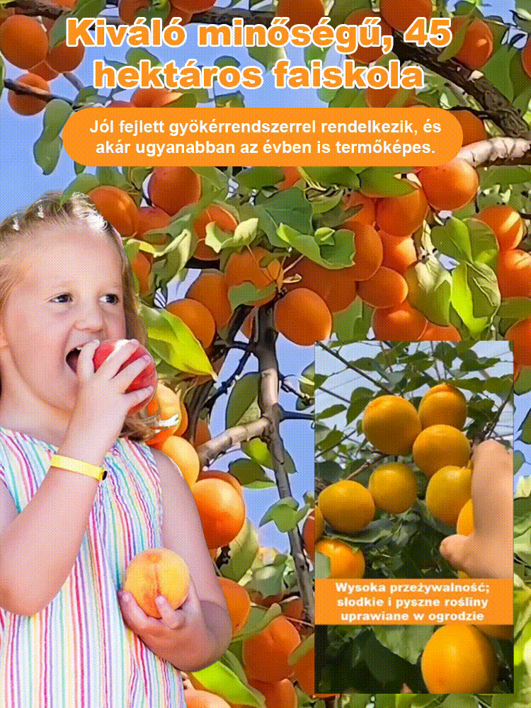 Nagy gyümölcsű, korán érő, bőtermő, édes császári sárgabarack mag