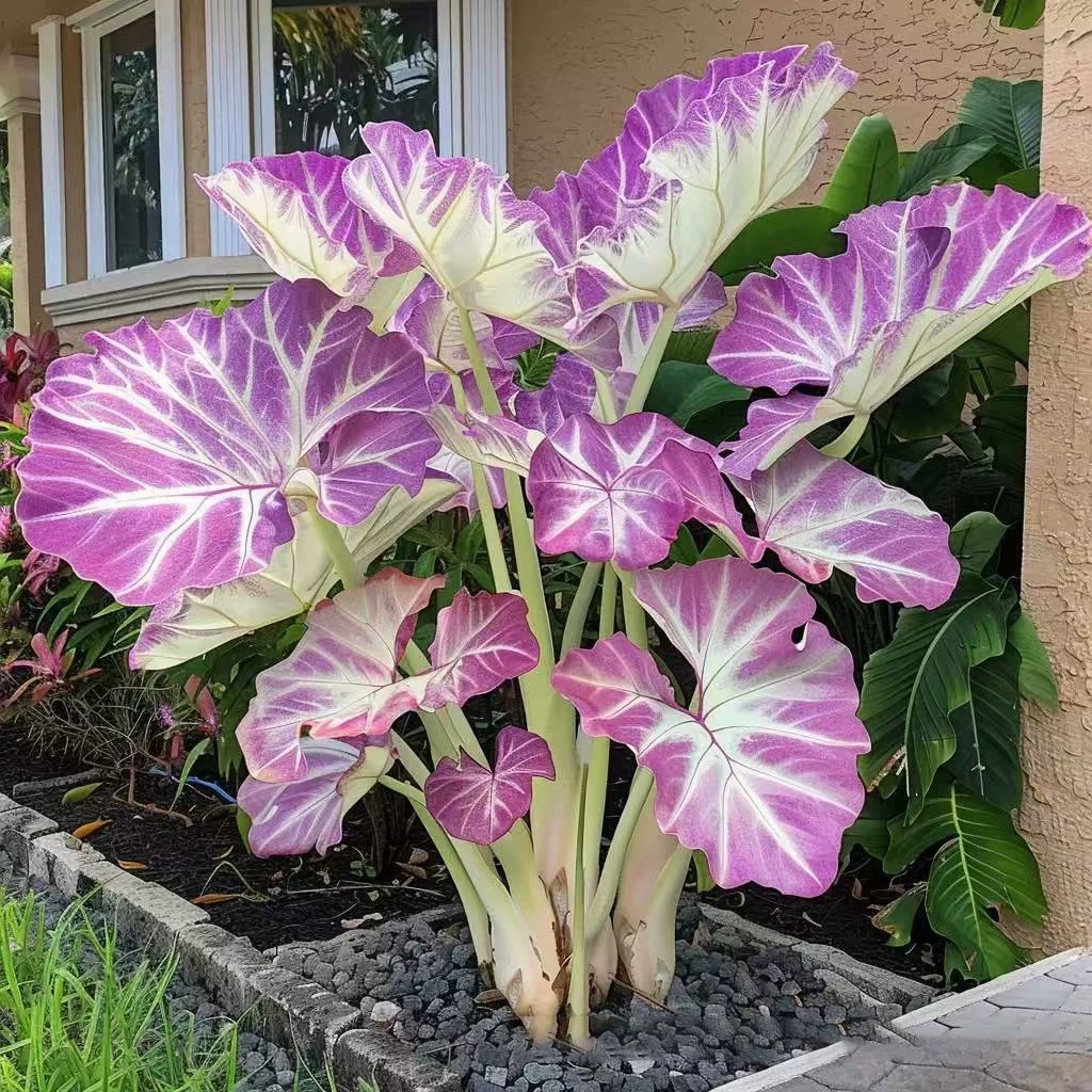 🌿 Ritka Hosta hagymák🎁 Különleges ajánlat 2025