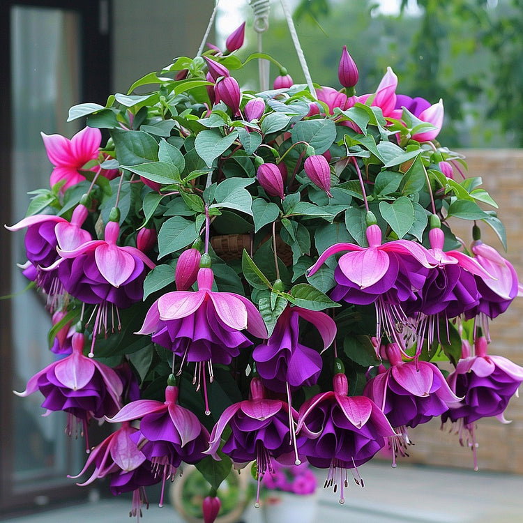 🌺Fukszia magok - Lámpásvirág