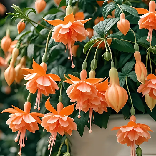 🌺Fukszia magok - Lámpásvirág