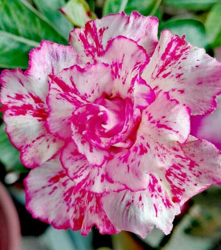 🔥Neveld a Sivatagi Királynőt – most akciós áron!🎁 😍Imád virágozni, hosszú virágzási időszak 🌵 Sivatagi rózsa