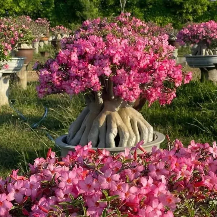 🔥Neveld a Sivatagi Királynőt – most akciós áron!🎁 😍Imád virágozni, hosszú virágzási időszak 🌵 Sivatagi rózsa