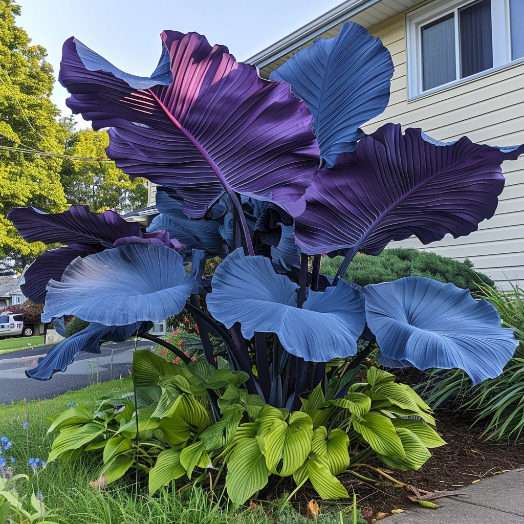 Óriás kaladium hagymák