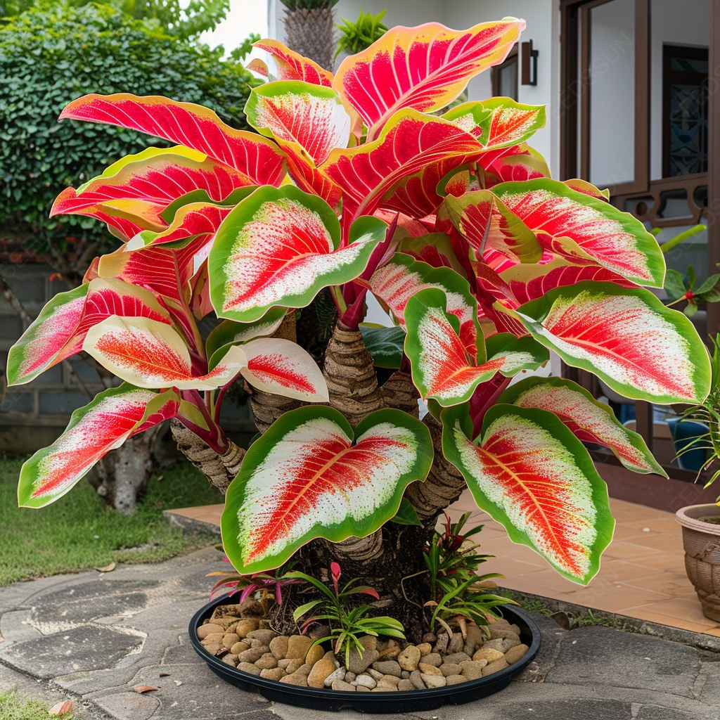 Óriás kaladium hagymák