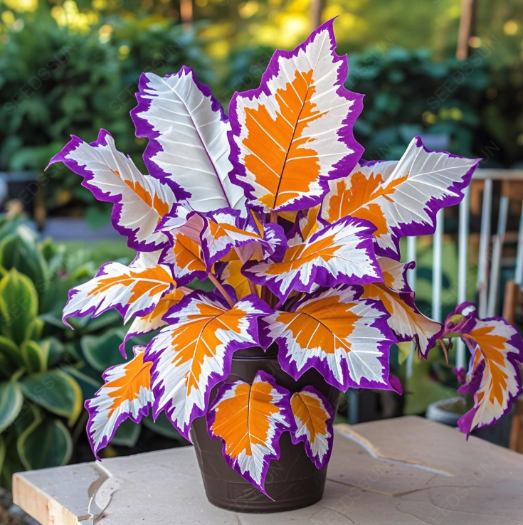 Óriás kaladium hagymák