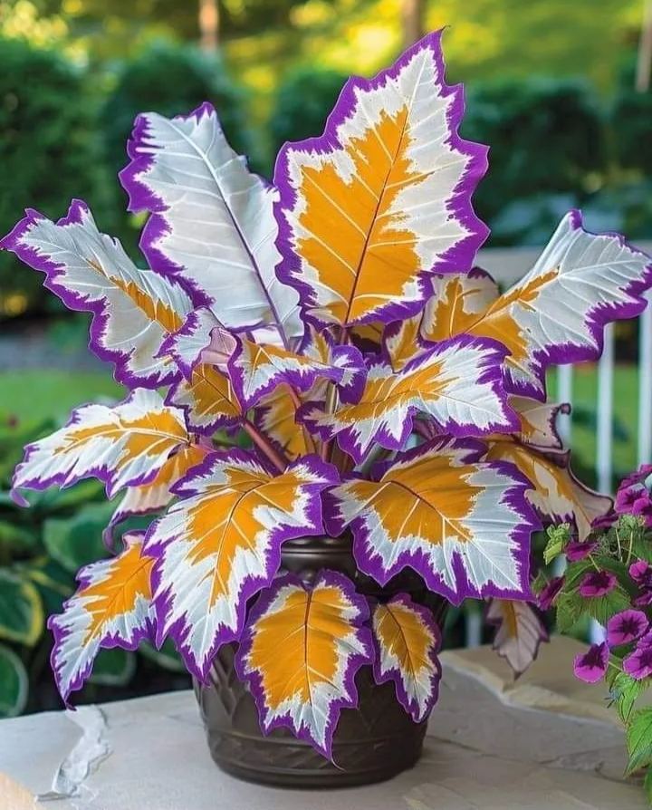 Ritka, óriási, magas hosta hagymák – toronymagas elegancia és árnyéktűrő szépség