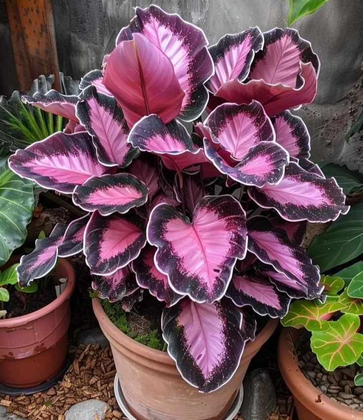 Ritka, óriási, magas hosta hagymák – toronymagas elegancia és árnyéktűrő szépség