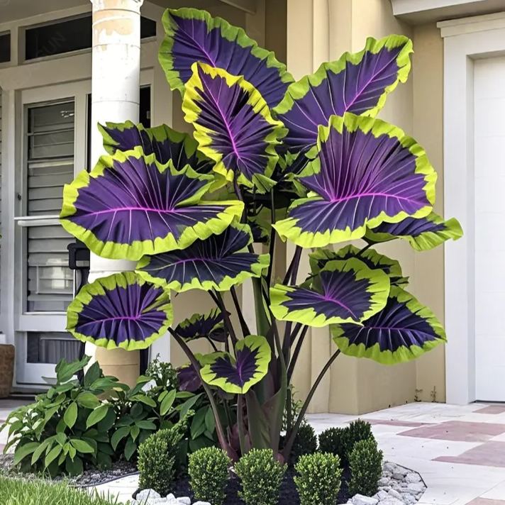 Óriás kaladium hagymák