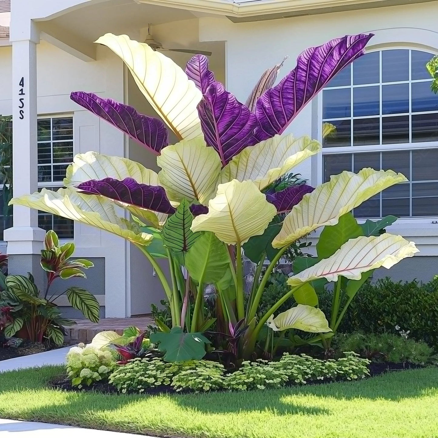 Óriás kaladium hagymák