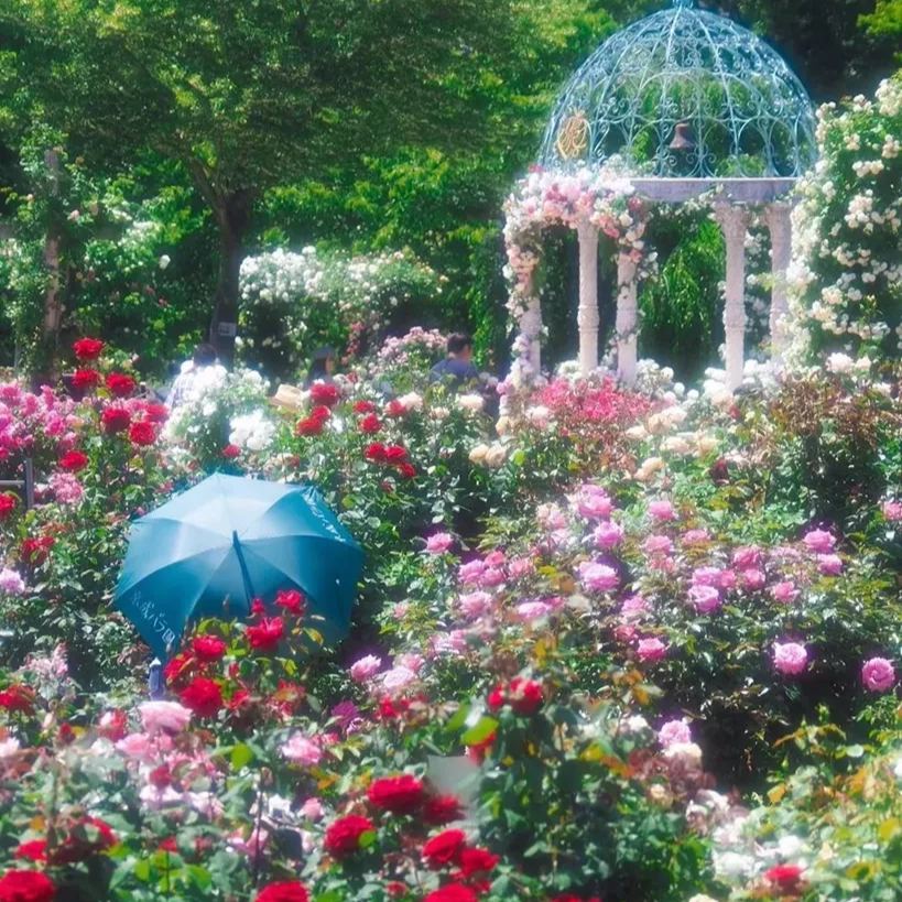 🔥NAGY AKCIÓ - 50% KEDVEZMÉNY🔥Rózsamagok különböző színekben💐