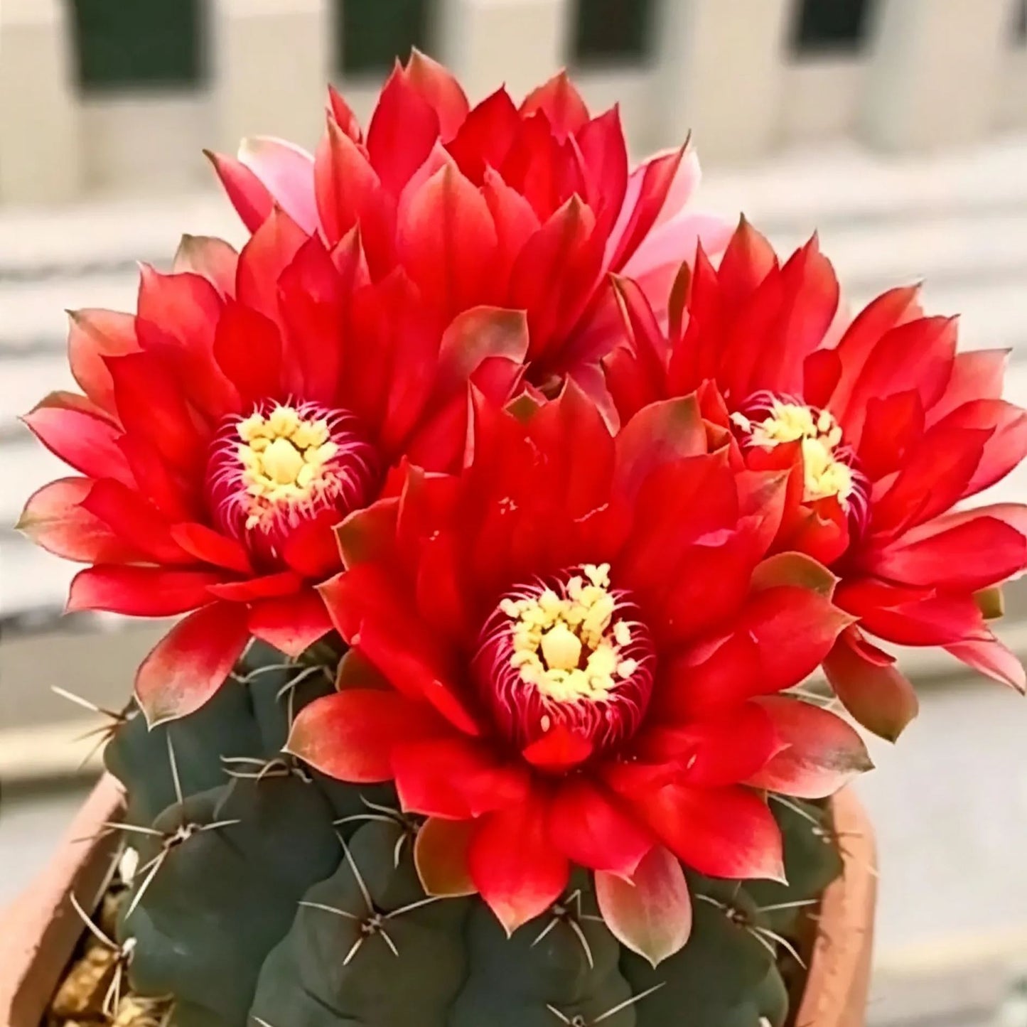 🌵 Ismerd meg új legjobb barátodat – a Gymnocalycium baldianum kaktuszt! 💕