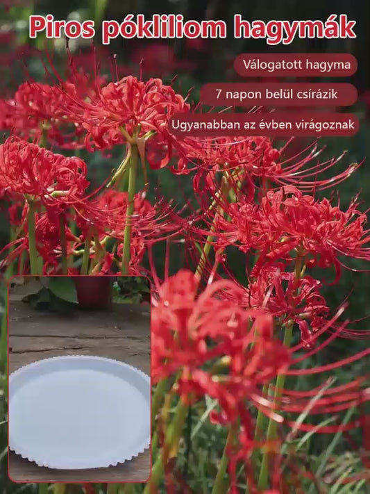 [Pénzhozó és szerencsehozó, illata messzire száll] Kiváló minőségű piros pókliliom magok