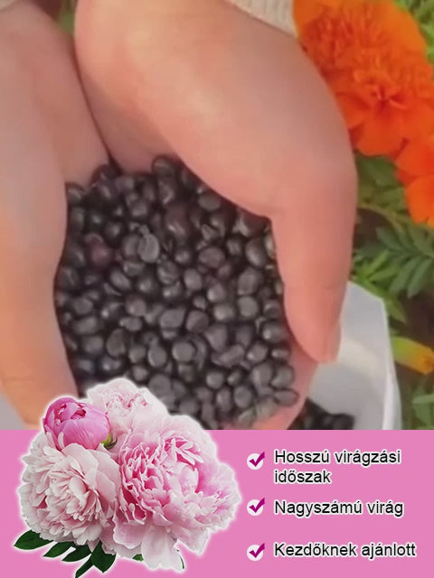 Válogatott bazsarózsa magok