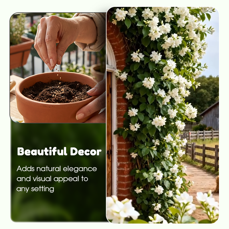 ✨🌸 Jázminmagok (trágyával): aromás és könnyen termeszthető🍃