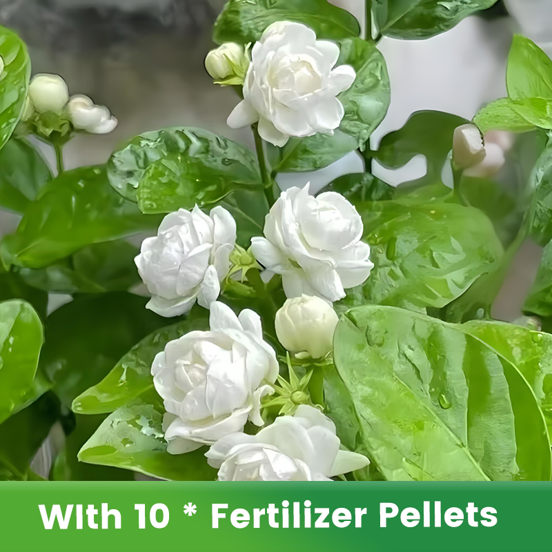 ✨🌸 Jázminmagok (trágyával): aromás és könnyen termeszthető🍃