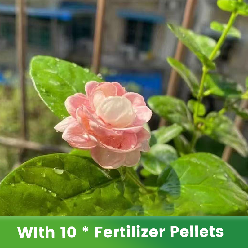 ✨🌸 Jázminmagok (trágyával): aromás és könnyen termeszthető🍃