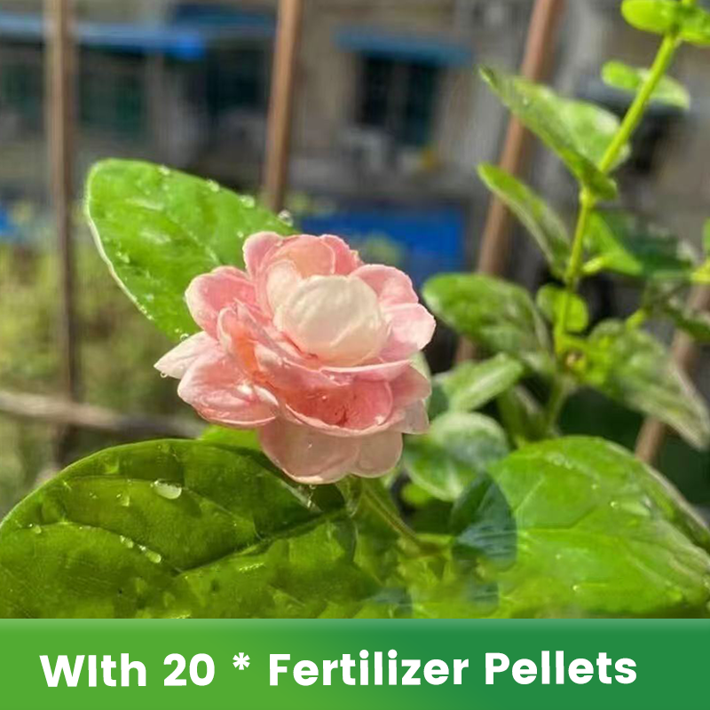 ✨🌸 Jázminmagok (trágyával): aromás és könnyen termeszthető🍃